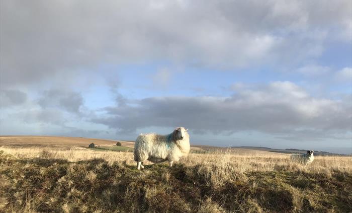 The Mountain Sheep 5 mins away!